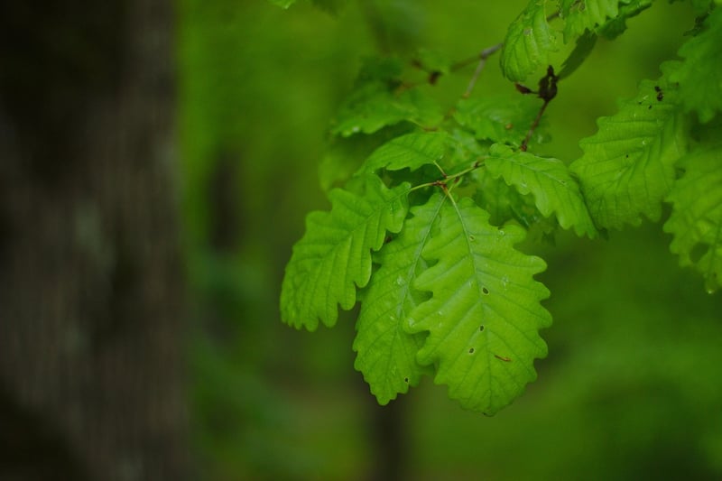Botanical Arbors