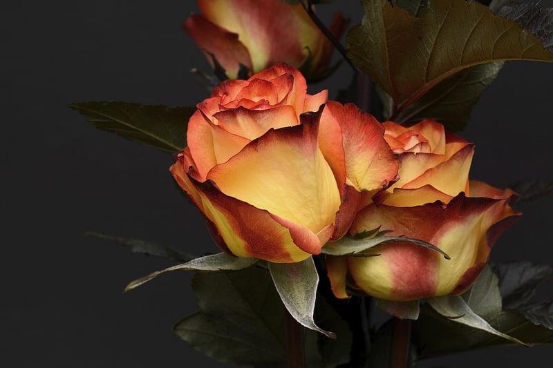 Nature-Inspired Arrangement